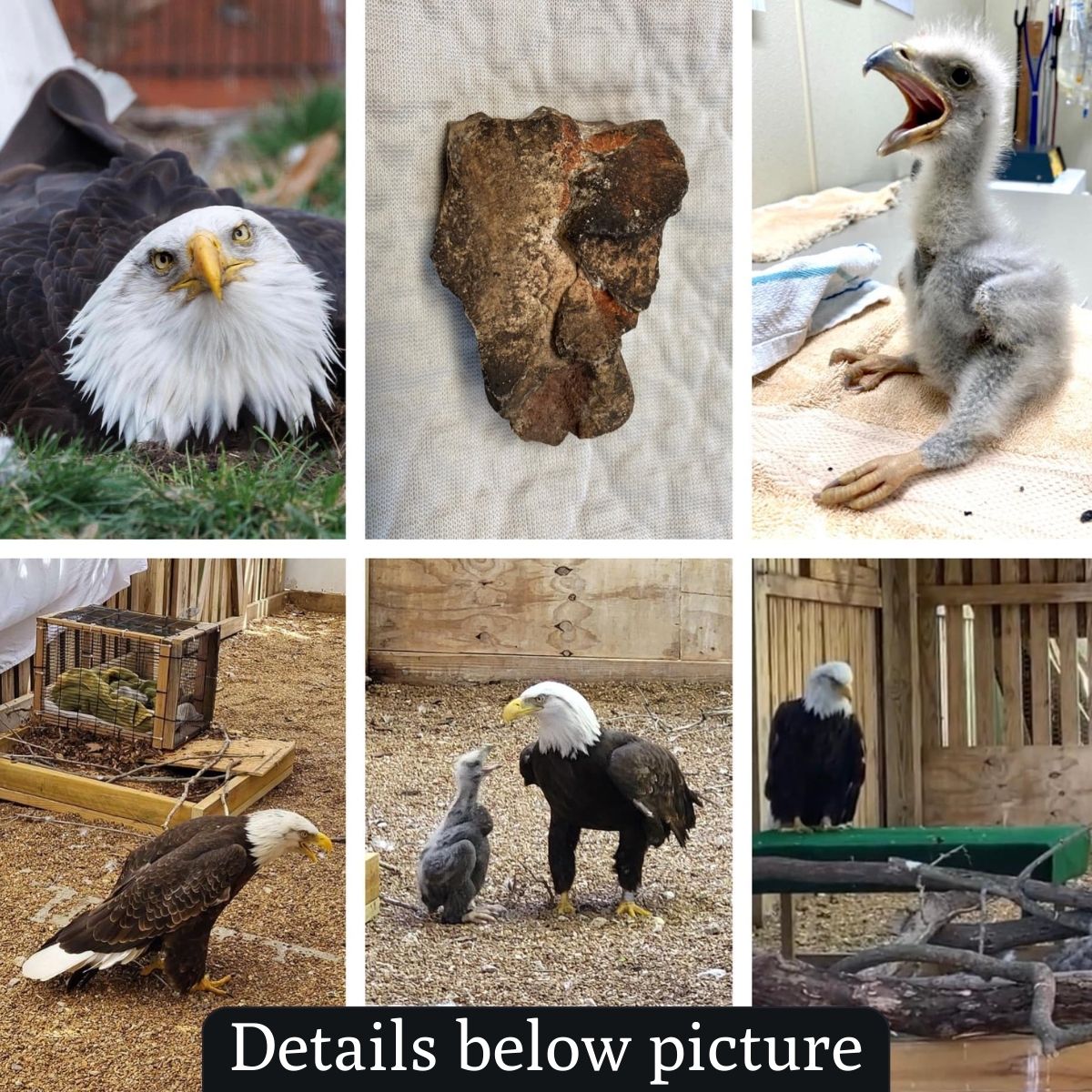 A bald eagle named Murphy went viral for adopting a rock at a Missouri
